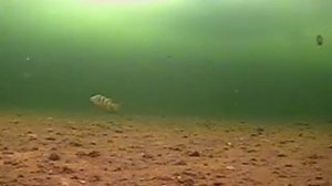 рыбалка на озере Таватуй. подводная съёмка.