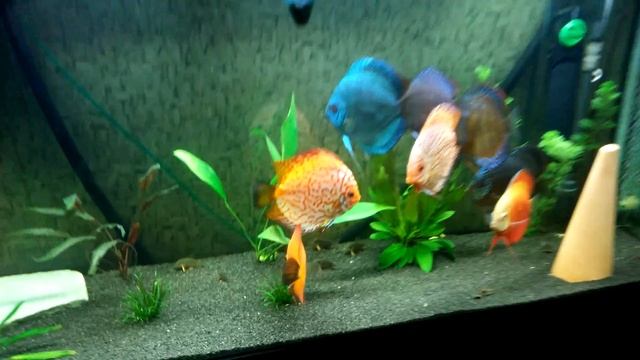 Дискусы, новый свет, грунт ))) смотреть онлайн