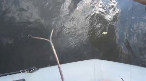 Ловля леща с лодки на реке Кама: секреты, снасти и азарт!