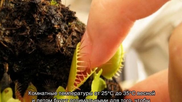 Венерина мухоловка — описание и уход дома смотреть онлайн