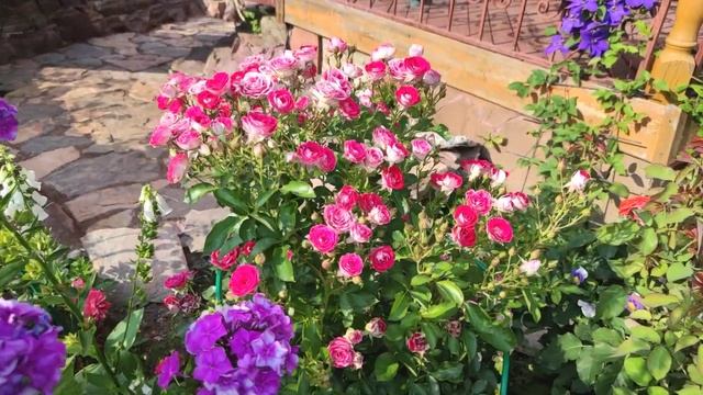 Роза Шон Коблензерин. Сезон 2021. смотреть онлайн