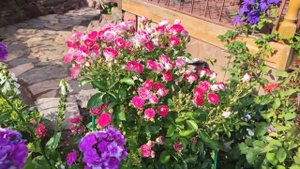 Роза Шон Коблензерин. Сезон 2021.