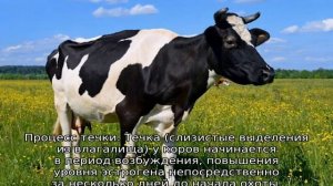 Корова не приходит в охоту: что делать