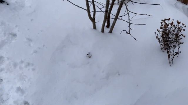 Нагрянули на замороженную ДАЧУ посреди зимы