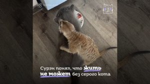 Спасенный Из Контактного Зоопарка Сурикат