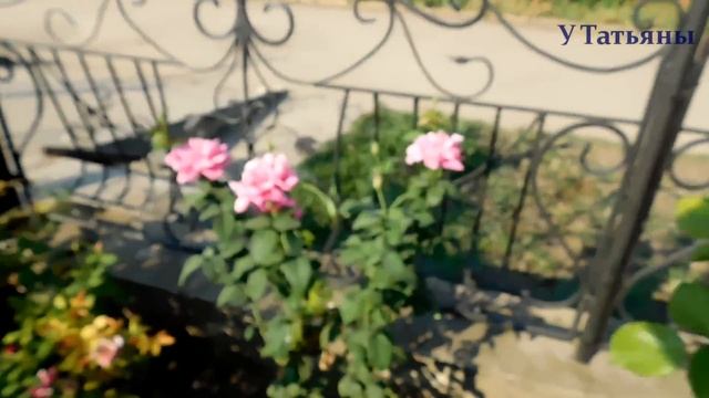 Мой розарий в сентябре осенью! Всё о розах. Уход за розами. Как выращивать розы. смотреть онлайн