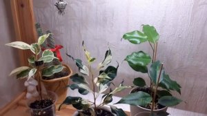 Мунлайт_Денилайт_Кёрли_Наоми Голд_Обзор фикусов_Уход