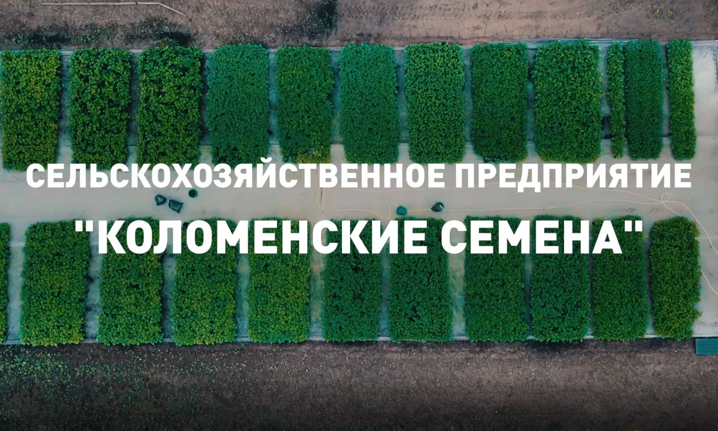 Коломенские семена- продажа семян картофеля оптом и в розницу