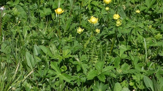 Подорож до карпатської королеви квітки купальниці смотреть онлайн