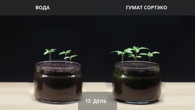 Гумат Калия СортЭко - испытание на томатах