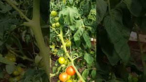 Томат Красный купол