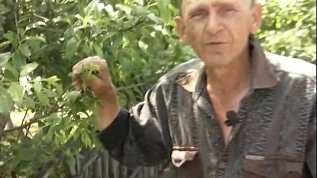 О сортах слив. Слива Уссурийская