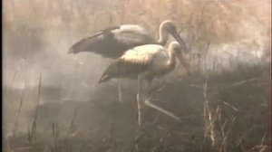 Дикие кошки Серенгети Мир животных