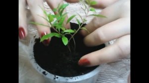 ВЫРАЩИВАЕМ ГРАНАТ в домашних условиях.