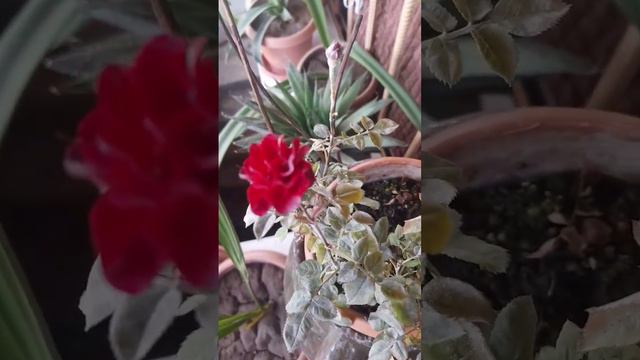 Новый сорт роз🌹🌹🌹      New variety of roses 🌹🌹🌹