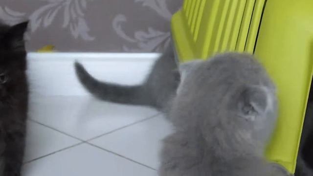 ШОТЛАНДСКИЕ КОТЯТКА