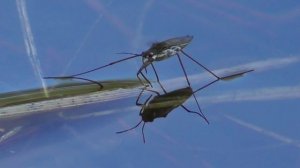 Водомерка ( Gerridae )