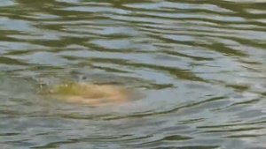 King Vlogs \\ КолорФест В ГлуШнево // Русалка |#Артурлюбитплавать