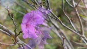 Цветы сентября. Ботанический сад Владивостока.