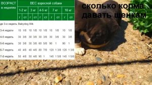 Как рассчитать корм для щенков