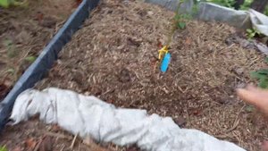 брусника три сорта в моем саду