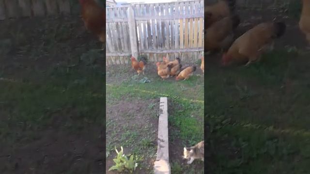 Разведение кучинской курицы