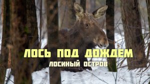 Лось под дождём. Лосиный остров.