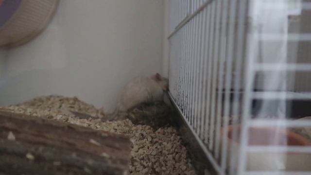 МИНУСЫ КЛЕТКИ | СОДЕРЖАНИЕ ПЕСЧАНОК В КЛЕТКАХ | Aoi Inko