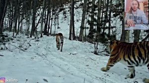 Рассказ про тигра