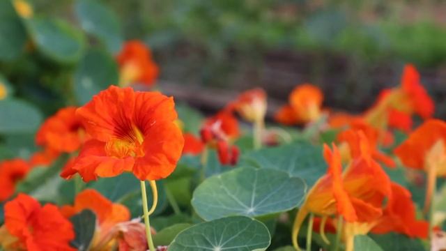 Настурция - овощное растение!? смотреть онлайн