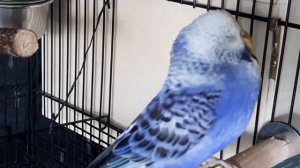 Учим попугая говорить "Жора"