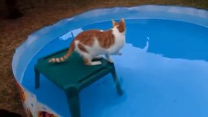 Коты сидят в бассейне Приколы про котов и кошек Приколы про животных