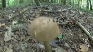 За грибами 20 08 2018 Подмосковье