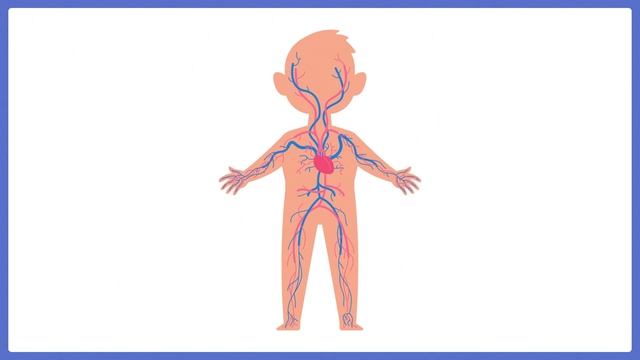 ЯК ПРАЦЮЄ СЕРЦЕ? | Jak działa serce? смотреть онлайн