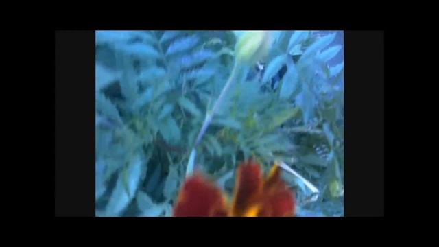 Цинии на даче. смотреть онлайн