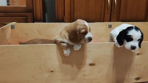 VID_20231201_110044.mp4