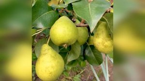 Груша Кафедральная