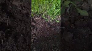 Черная Кукуруза. Посадка семян на даче.