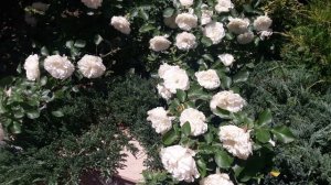 Розы французской селекции в моем саду.
