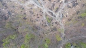 Незаконная вырубка леса. Кицманский район, Черновицкая область. 05.04.2017