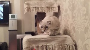 Шотландский вислоухий котенок окрас колор-поинт 5 месяцев