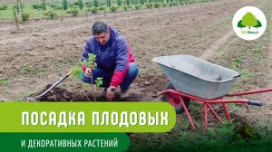 Посадка плодовых и декоративно лиственных растений