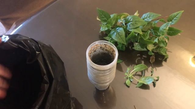 Комнатные цветы/Фуксии их формировка и черенкование смотреть онлайн