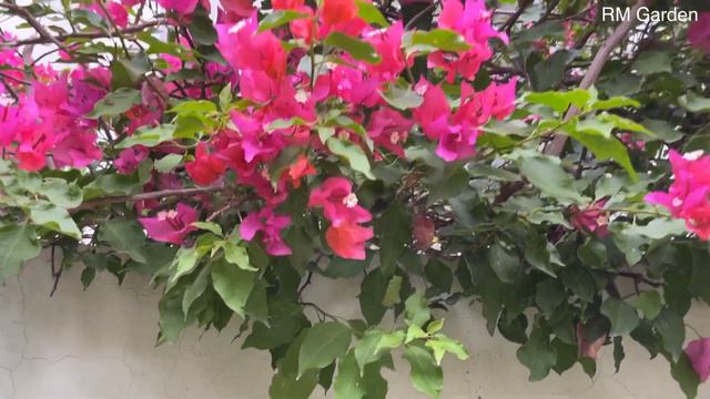 Secret Tips for Bougainvillea Flowering | Multi-Coloured Bougainvillea | Bushy Bougainvillea | RMG смотреть онлайн