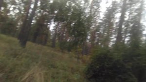 Появились опята ?