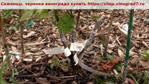 Прививка винограда- черным в зеленое однолетнего куста, 100% приживаемость. Пузенко Наталья
