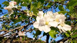 Абхазия Очамчира