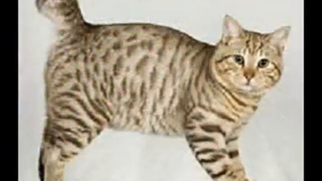 необычные породы кошек
