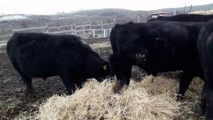 Продажа бычков Абердин Ангус