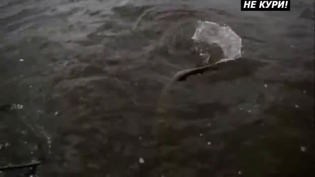 Ловля жереха на Куйбышевском водохранилище . 2018